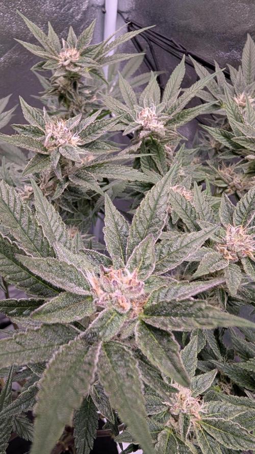 First DWC grow (third try). Week 9 -  03/03/2026 End of flowering week 6  Sour Fraise 