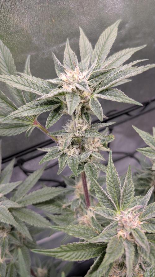 First DWC grow (third try). Week 9 - 03/03/2026 End of flowering week 6 Sour Fraise 