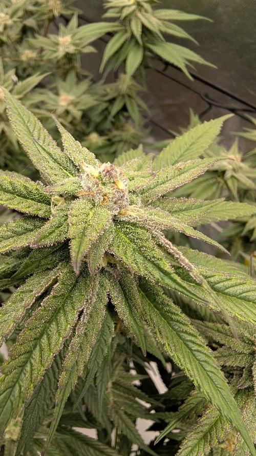 First DWC grow (third try). Week 9 - 03/03/2026 End of flowering week 6 Cherry Gar-see-ya 