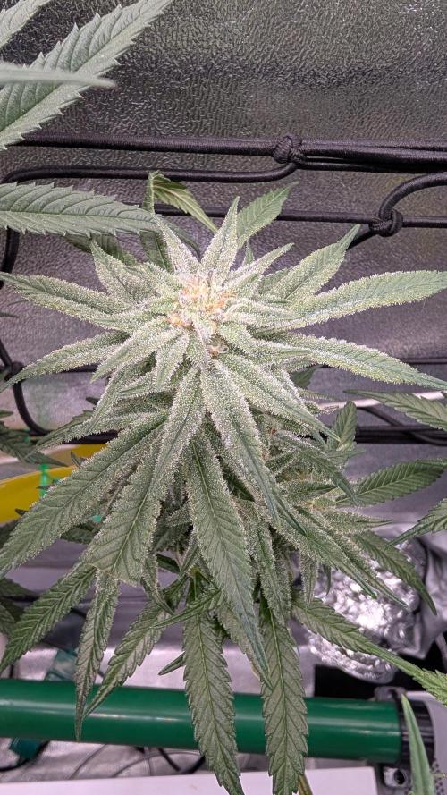 First DWC grow (third try). Week 9 - 03/03/2026 End of flowering week 6 Grape balls of fire 
