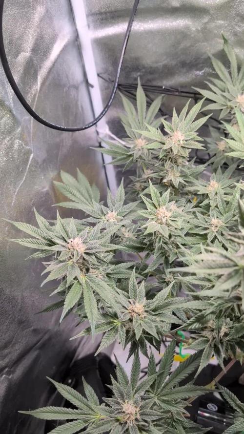 First DWC grow (third try)