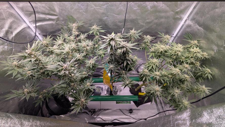 First DWC grow (third try). Week 10 - Start of flowering week  7