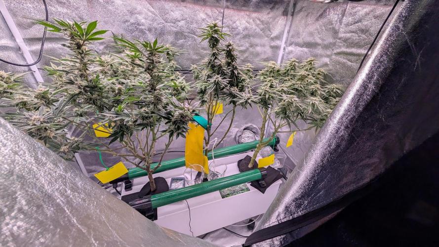 First DWC grow (third try). Week 10 - Start of flowering week  7