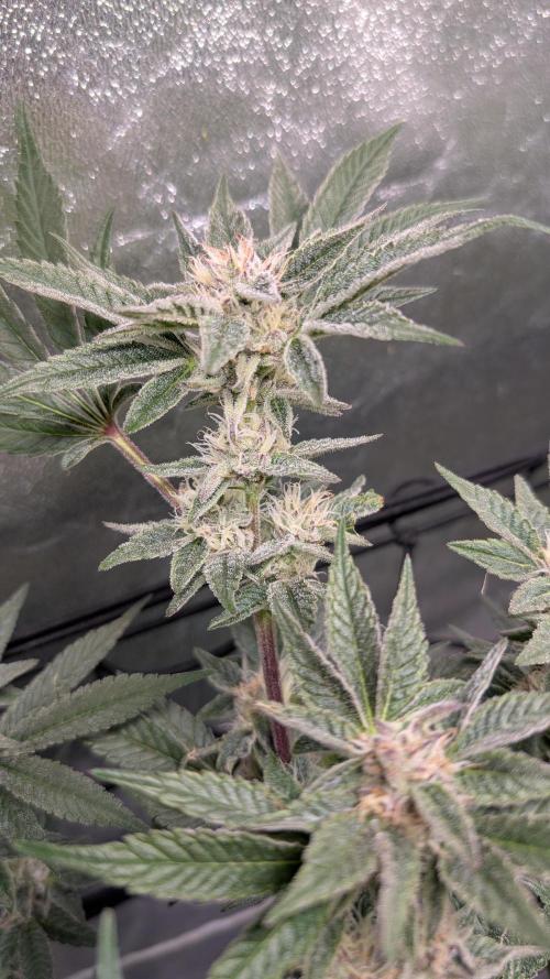 First DWC grow (third try). Week 10 - Start of flowering week  7 Sour Fraise 