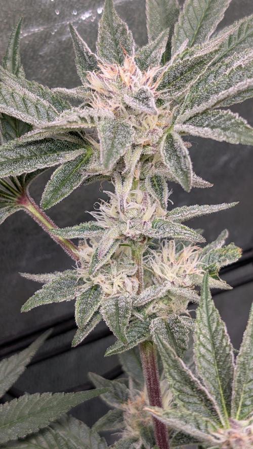 First DWC grow (third try). Week 10 - Start of flowering week  7 Sour Fraise 