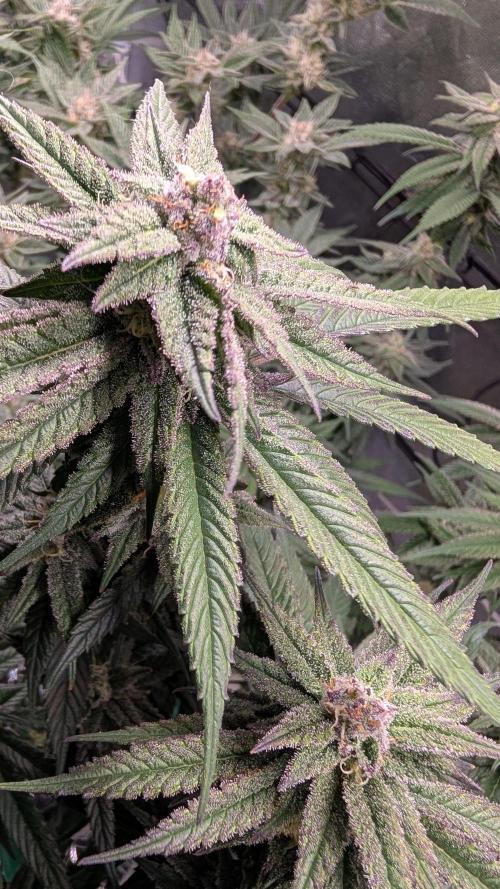 First DWC grow (third try). Week 10 - Start of flowering week  7 Cherry Gar-see-ya 