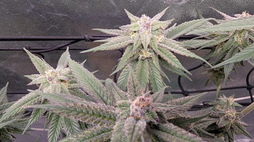 First DWC grow (third try). Week 10 - Start of flowering week  7 Cherry Gar-see-ya 