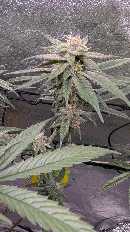 First DWC grow (third try). Week 10 - Start of flowering week  7 Cherry Gar-see-ya 