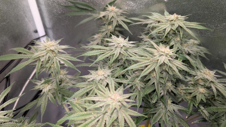 First DWC grow (third try). Week 10 - Start of flowering week  7 Grape Balls of Fire 
