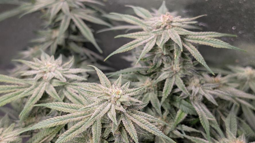 First DWC grow (third try). Week 10 - Start of flowering week  7 Grape Balls of Fire 