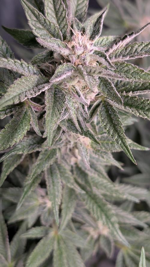 First DWC grow (third try). Week 10 - Sour Fraise