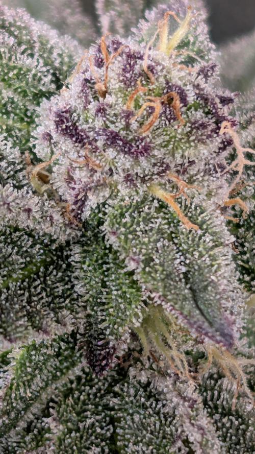 First DWC grow (third try). Week 10 - Sour Fraise 