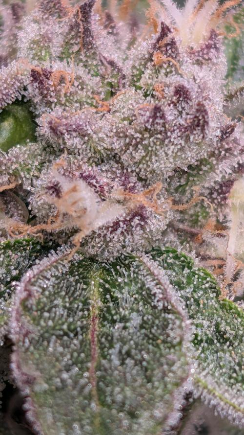 First DWC grow (third try). Week 10 - Sour Fraise 
