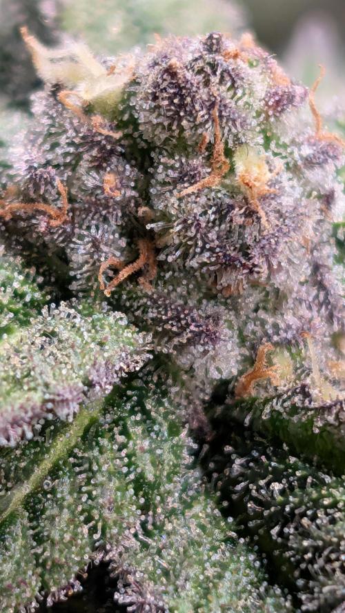 First DWC grow (third try). Week 10 - Cherry Gar-see-ya 