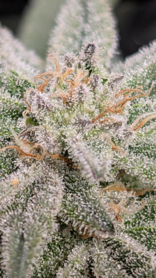 First DWC grow (third try). Week 10 - Grape balls of fire 