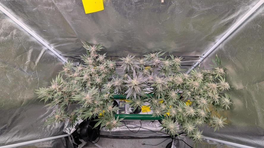 First DWC grow (third try). Week 11 - Start of flowering week 8