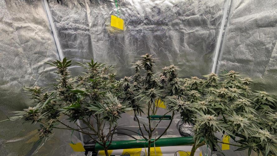 First DWC grow (third try). Week 11 - Start of flowering week 8