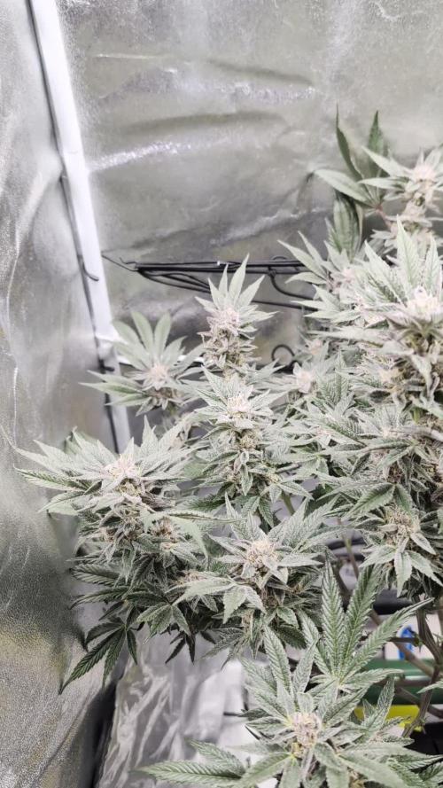 First DWC grow (third try)