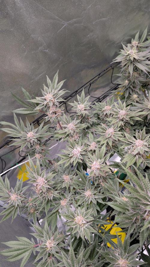 First DWC grow (third try). Week 11 - Start of flowering week 8