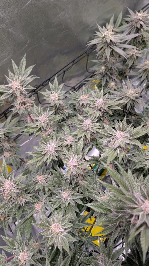 First DWC grow (third try). Week 11 - Start of flowering week 8