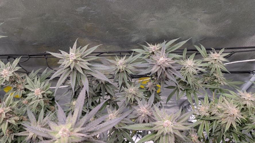 First DWC grow (third try). Week 11 - Start of flowering week 8
