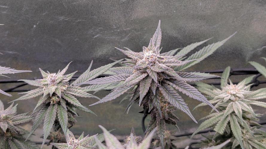 First DWC grow (third try). Week 11 - Start of flowering week 8