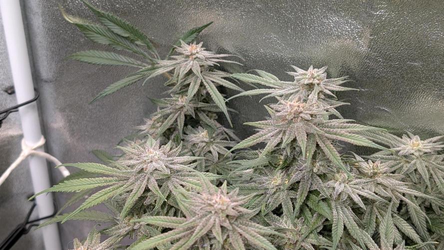 First DWC grow (third try). Week 11 - Start of flowering week 8
