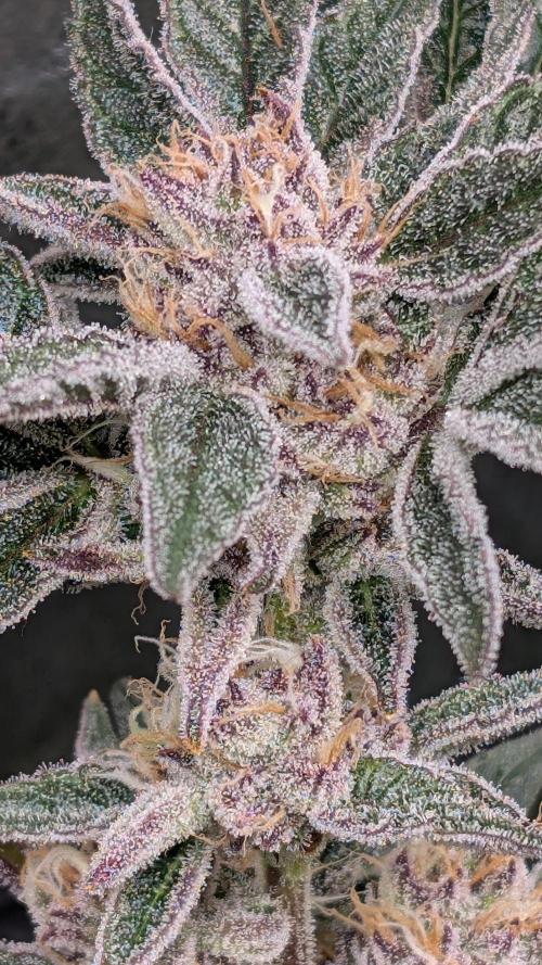 First DWC grow (third try). Week 11 - Start of flowering week 8