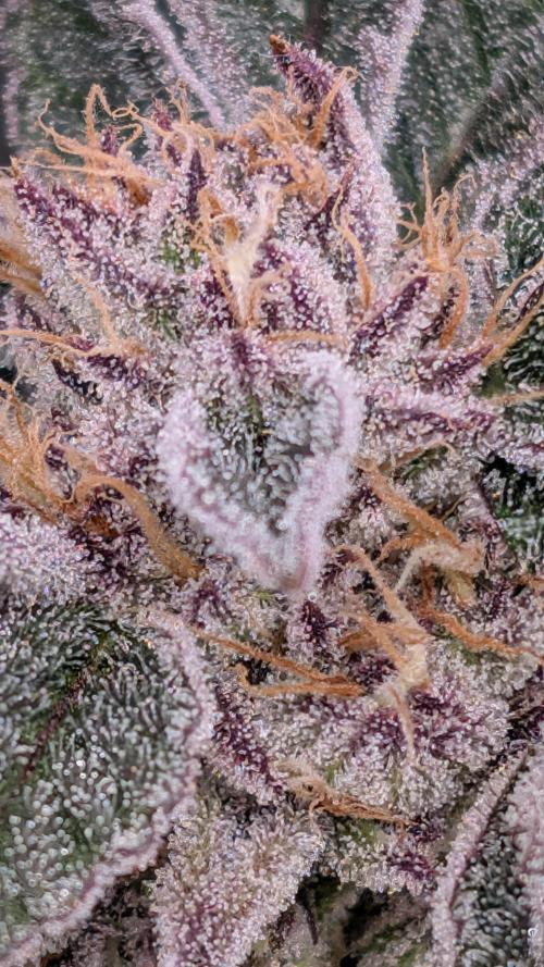 First DWC grow (third try). Week 11 - Start of flowering week 8