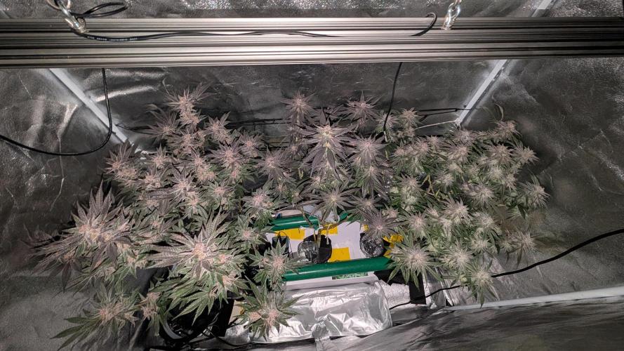 First DWC grow (third try). Week 11 - End of week 8