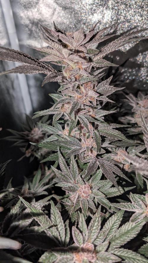 First DWC grow (third try). Week 11 - End of week 8 Sour Fraise 