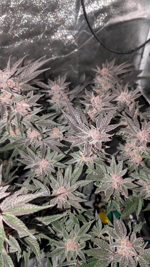 First DWC grow (third try). Week 11 - End of week 8 Sour Fraise 