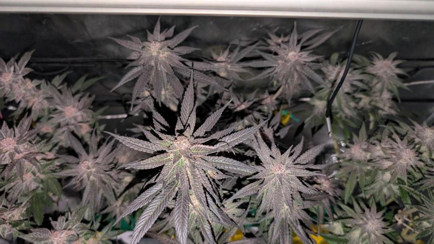 First DWC grow (third try). Week 11 - End of week 8 Cherry Gar-see-ya 