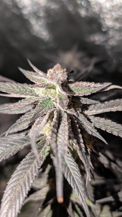 First DWC grow (third try). Week 11 - End of week 8 Cherry Gar-see-ya 