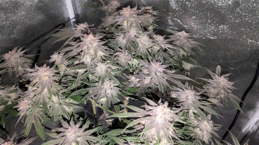 First DWC grow (third try). Week 11 - End of week 8 Grape Balls of Fire