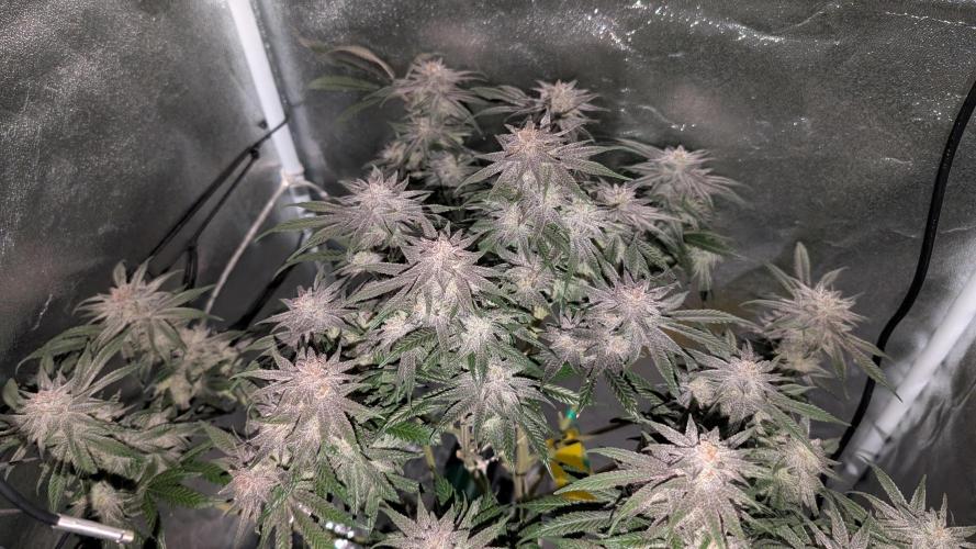 First DWC grow (third try). Week 11 - End of week 8 Grape Balls of Fire 