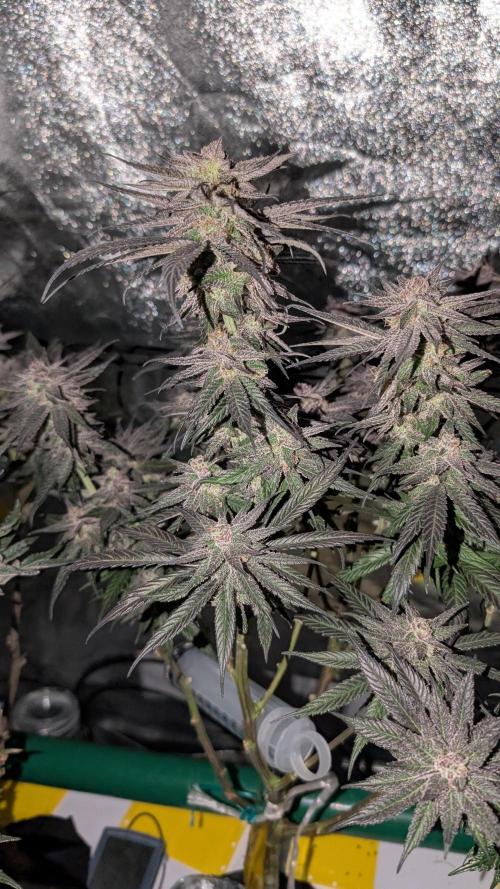 First DWC grow (third try). Week 11 - End of week 8 Cherry Gar-see-ya 