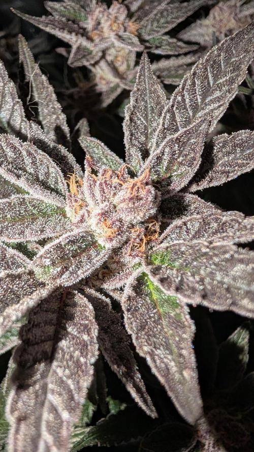 First DWC grow (third try). Week 11 - End of week 8 Sour Fraise 