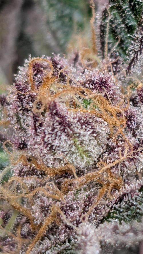 First DWC grow (third try). Week 11 - Still a lot of clear trichomes. 