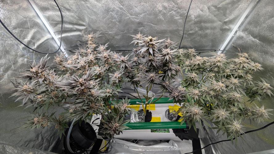 First DWC grow (third try). Week 12 - Start of flowering week 9
