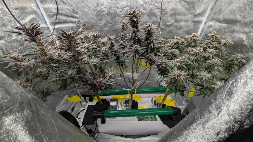 First DWC grow (third try). Week 12 - Start of flowering week 9