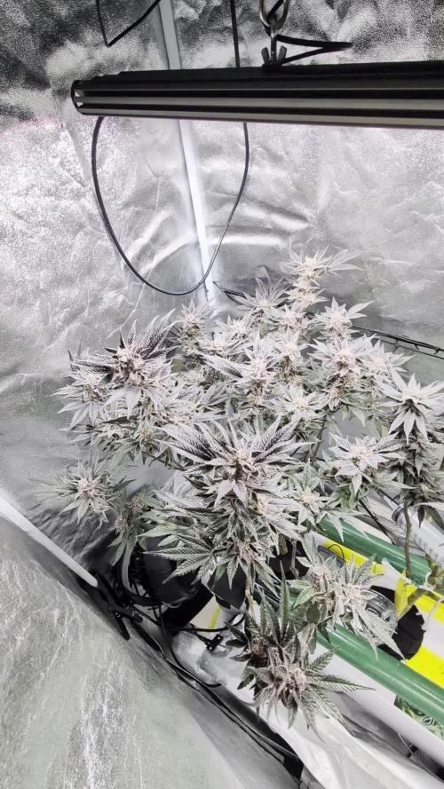 First DWC grow (third try)