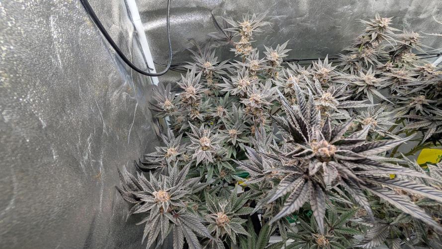 First DWC grow (third try). Week 12 - Start of flowering week 9 Sour Fraise 