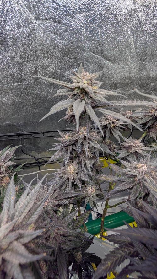First DWC grow (third try). Week 12 - Start of flowering week 9 Cherry Gar-see-ya 