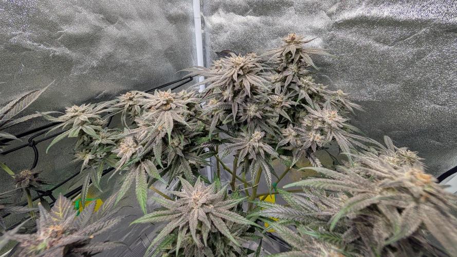 First DWC grow (third try). Week 12 - Start of flowering week 9 Grape Balls