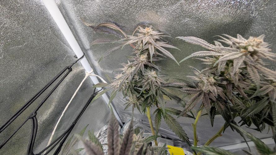 First DWC grow (third try). Week 12 - Start of flowering week 9 Grape Balls 