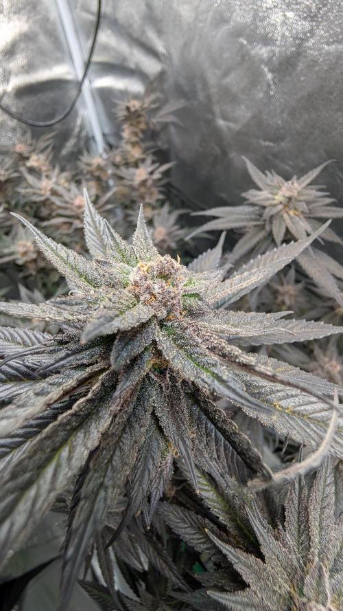 First DWC grow (third try). Week 12 - Start of flowering week 9 Cherry Gar-see-ya 