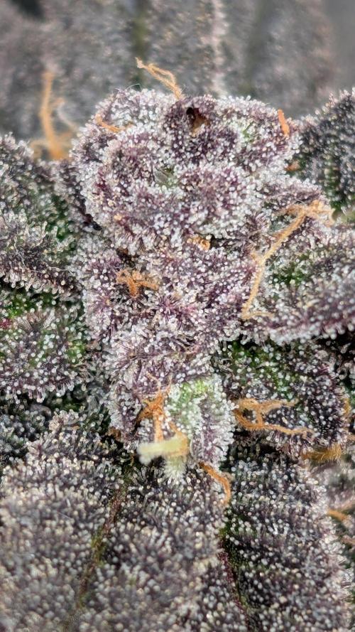 First DWC grow (third try). Week 12 - Cherry Gar-see-ya 