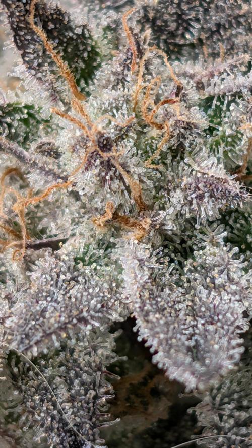 First DWC grow (third try). Week 12 - Grape balls of fire 