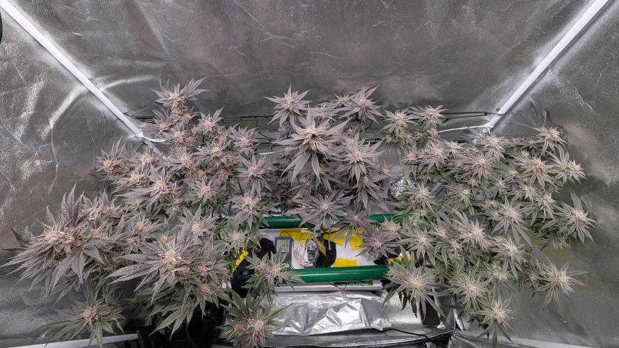 First DWC grow (third try). Week 12 - 03/25/2026